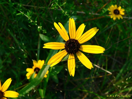 {Rudbeckia fulgida}